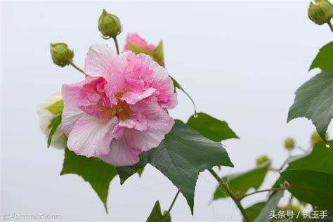 芙蓉好種嗎